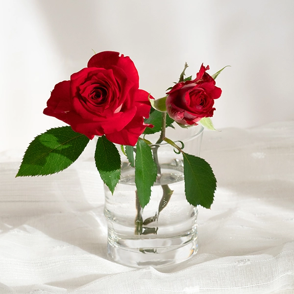 品種名チェリーフィールズ