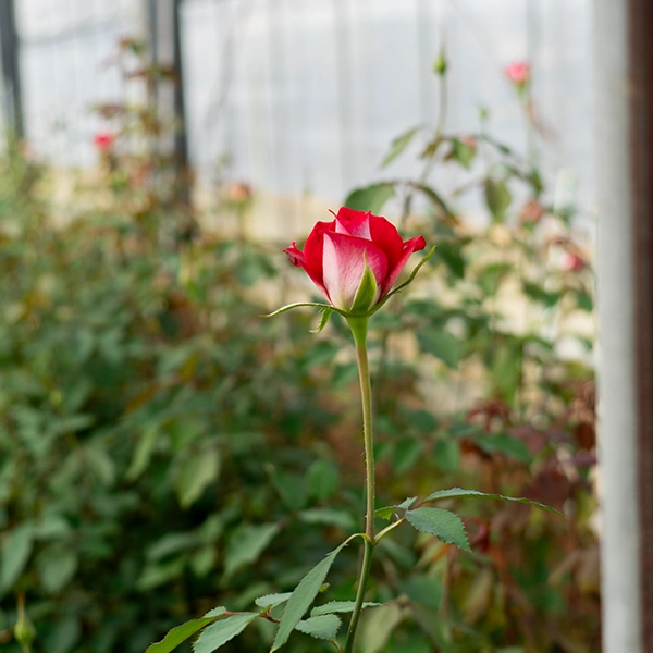 品種名チェリーフィールズ