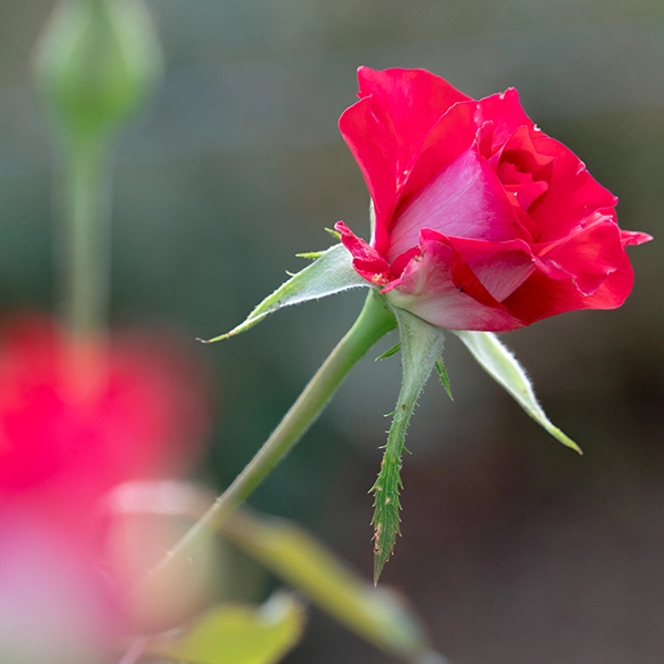 品種名チェリーフィールズ