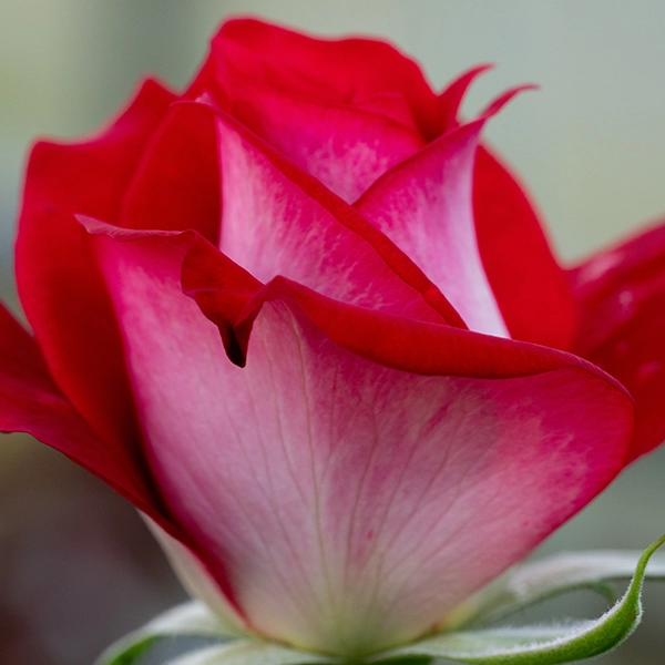 品種名チェリーフィールズ