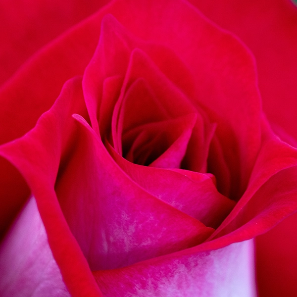 品種名チェリーフィールズ