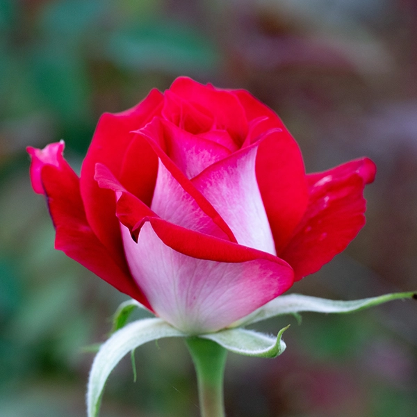 品種名チェリーフィールズ