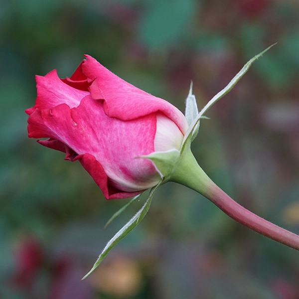 品種名チェリーフィールズ