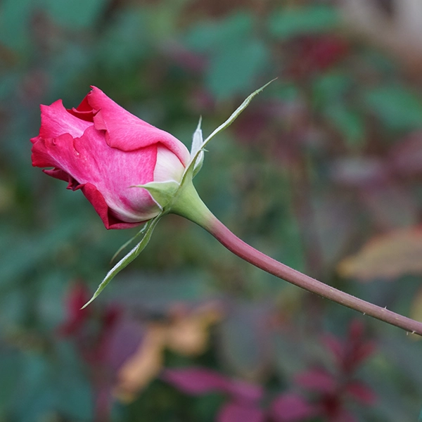 品種名チェリーフィールズ