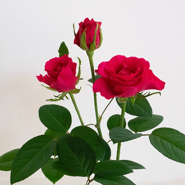 品種名チャイナドレス