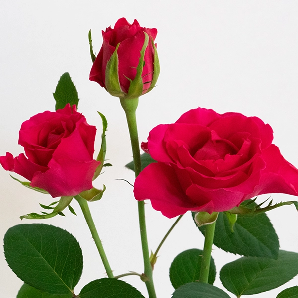 品種名チャイナドレス