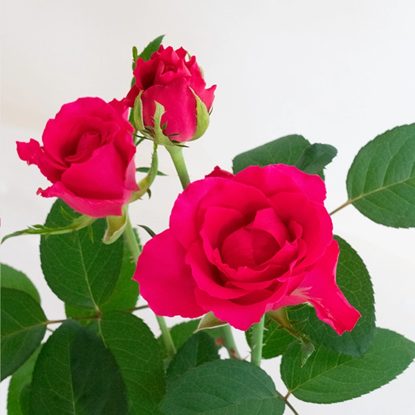 品種名チャイナドレス