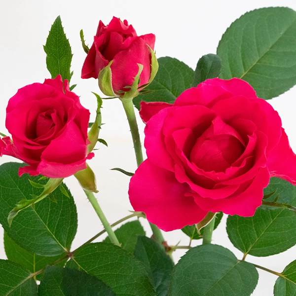 品種名チャイナドレス