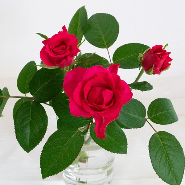 品種名チャイナドレス