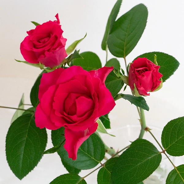 品種名チャイナドレス