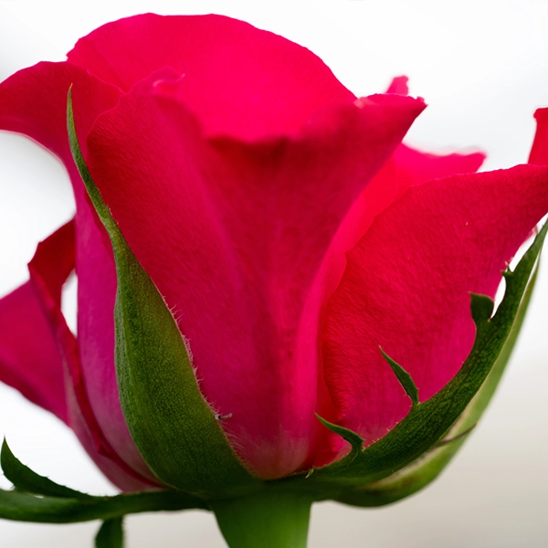 品種名チャイナドレス