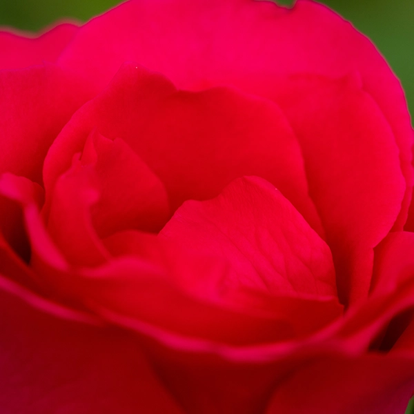 品種名チャイナドレス