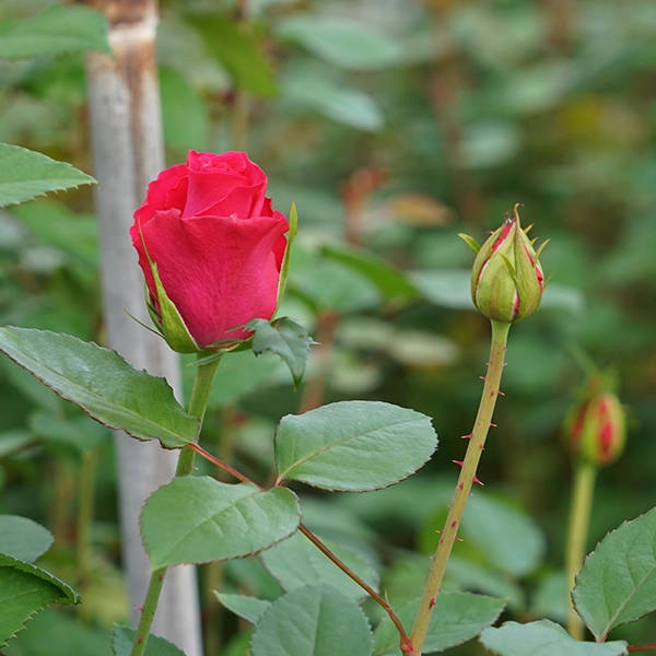 品種名チャイナドレス