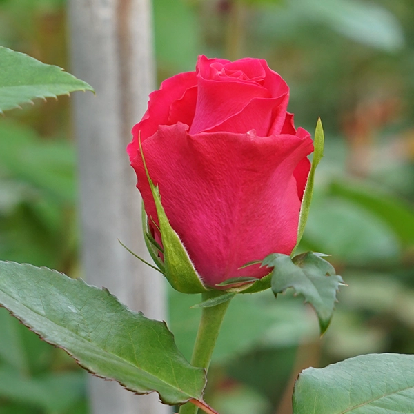 品種名チャイナドレス