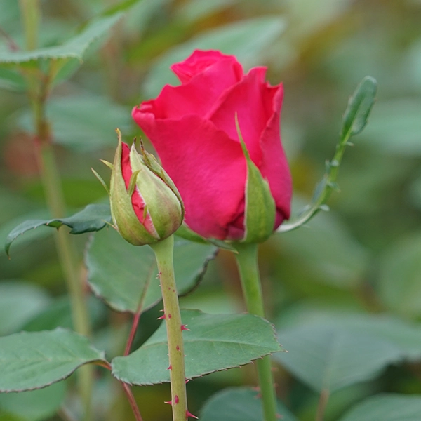 品種名チャイナドレス