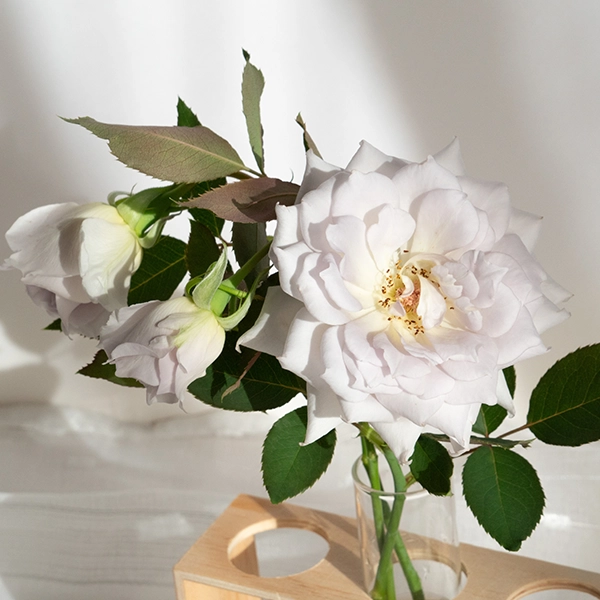 品種名ディアムーン