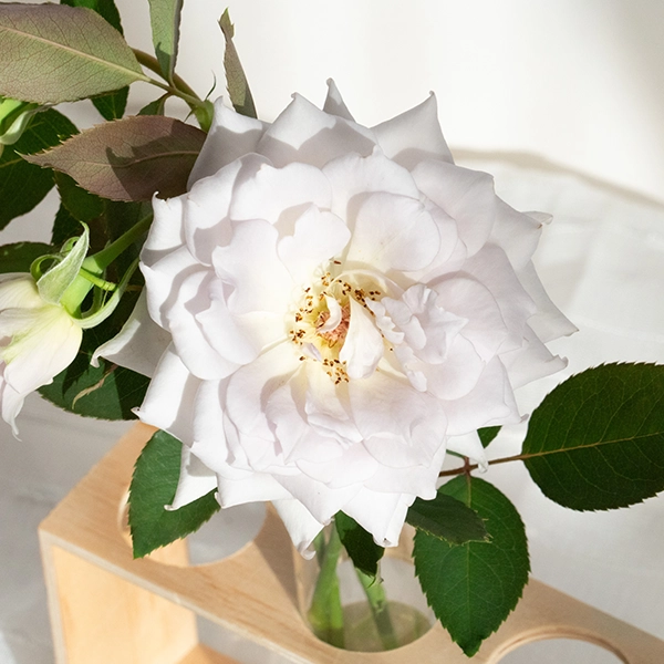 品種名ディアムーン