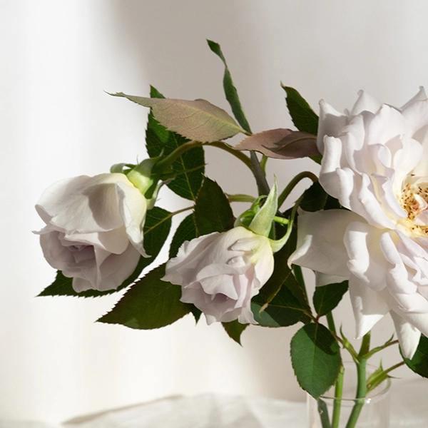 品種名ディアムーン