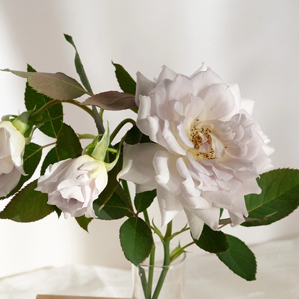 品種名ディアムーン