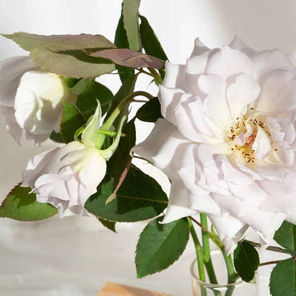 品種名ディアムーン