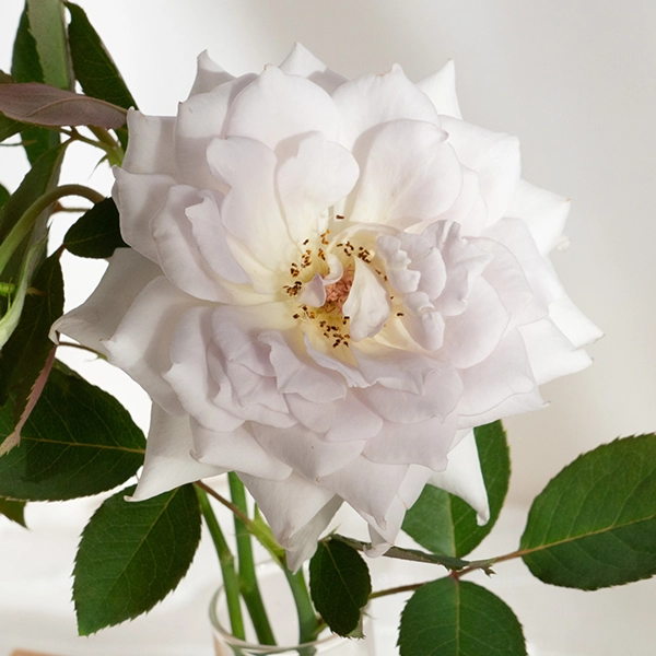 品種名ディアムーン