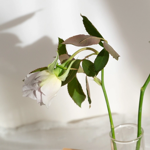 品種名ディアムーン