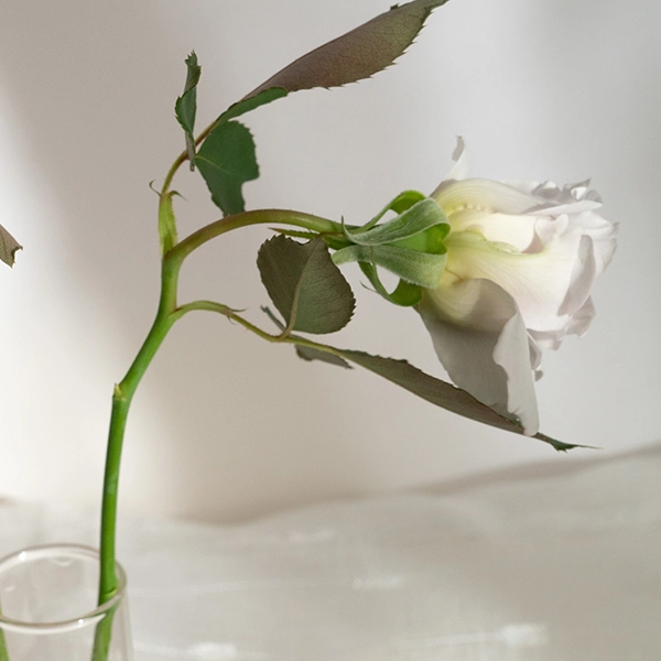 品種名ディアムーン