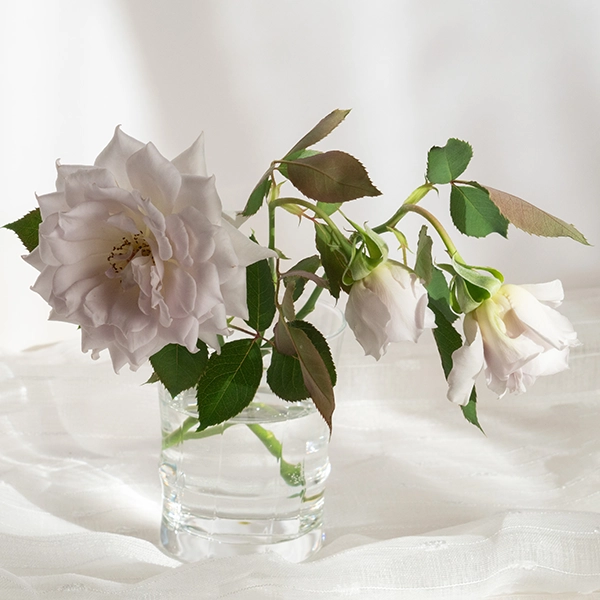 品種名ディアムーン