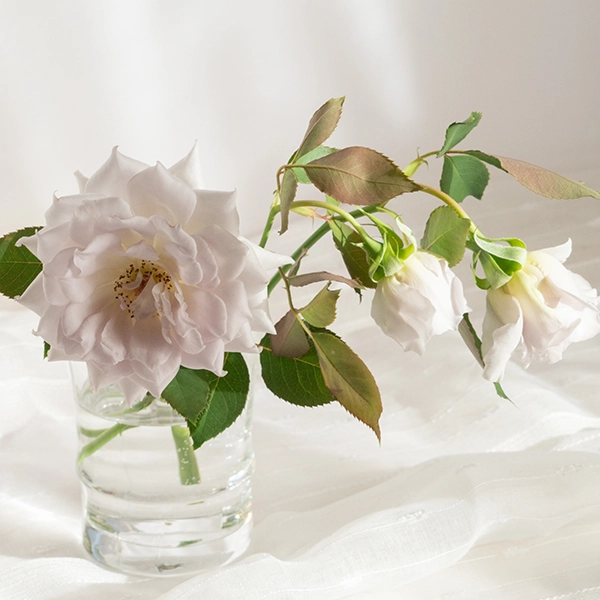 品種名ディアムーン