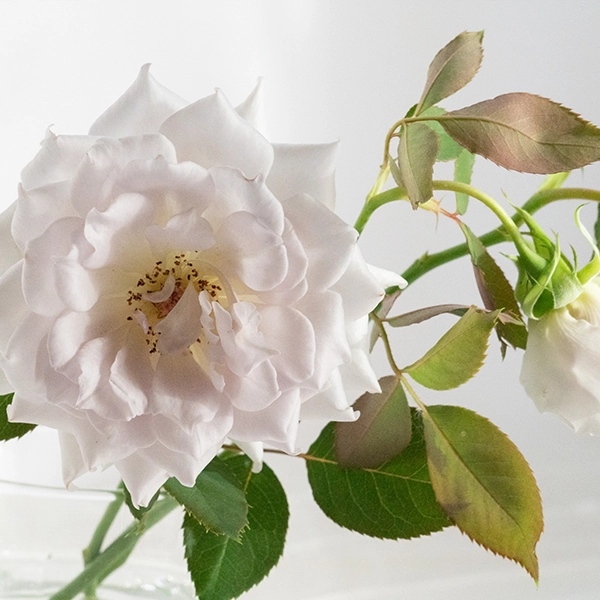 品種名ディアムーン