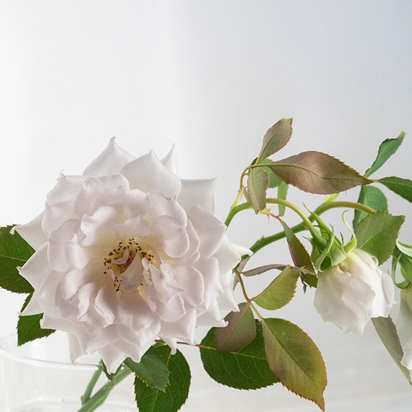 品種名ディアムーン