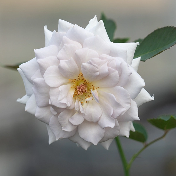 品種名ディアムーン