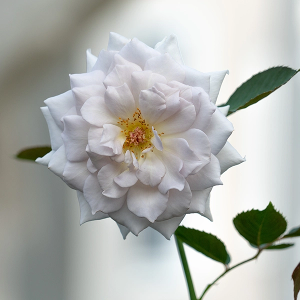 品種名ディアムーン