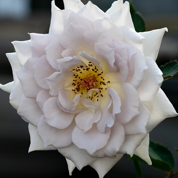 品種名ディアムーン