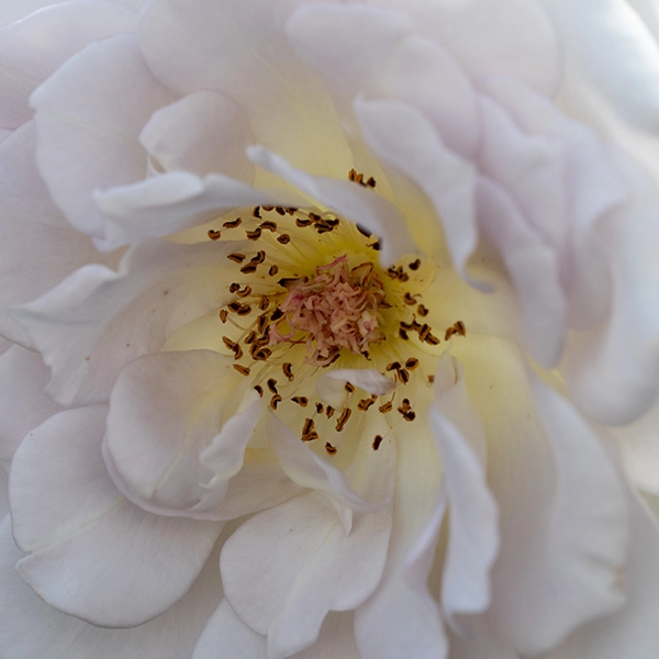 品種名ディアムーン