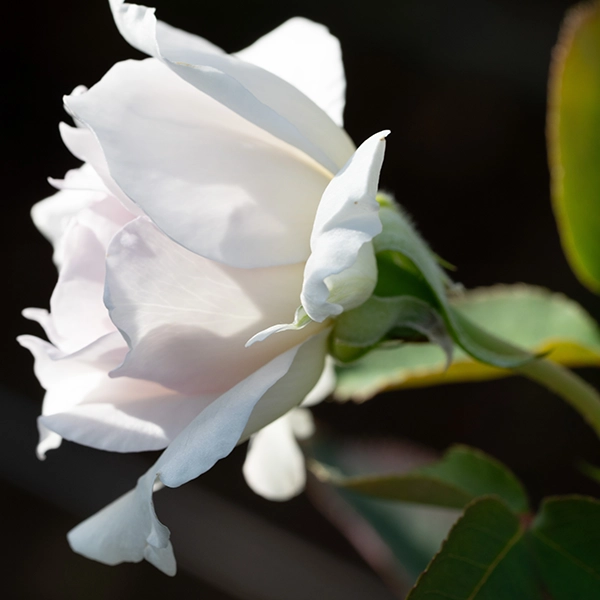 品種名ディアムーン