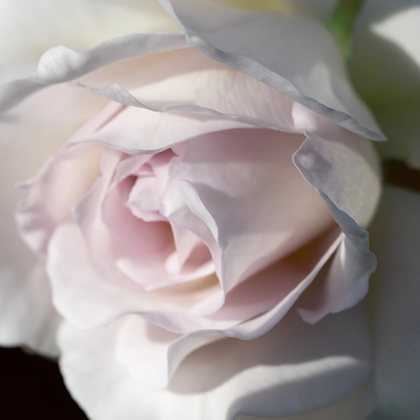 品種名ディアムーン