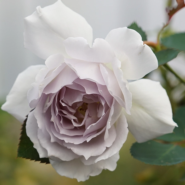 品種名ディアムーン