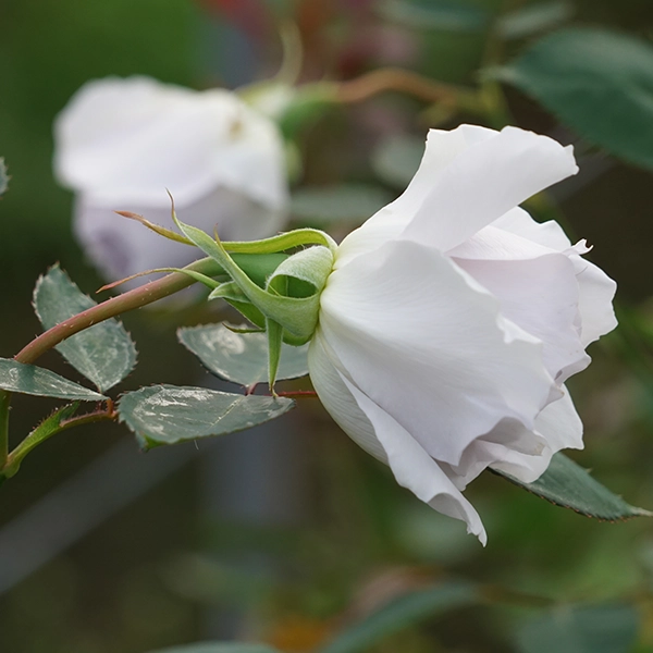 品種名ディアムーン