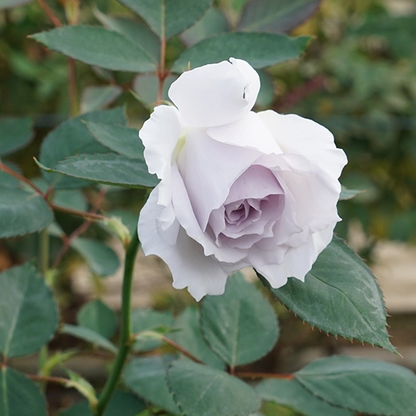 品種名ディアムーン