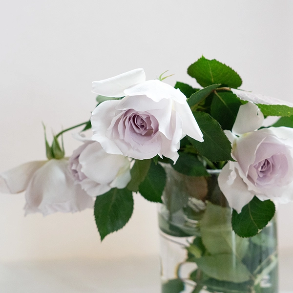 品種名ディアムーン