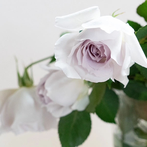 品種名ディアムーン