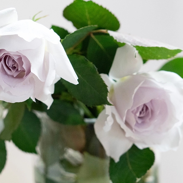 品種名ディアムーン