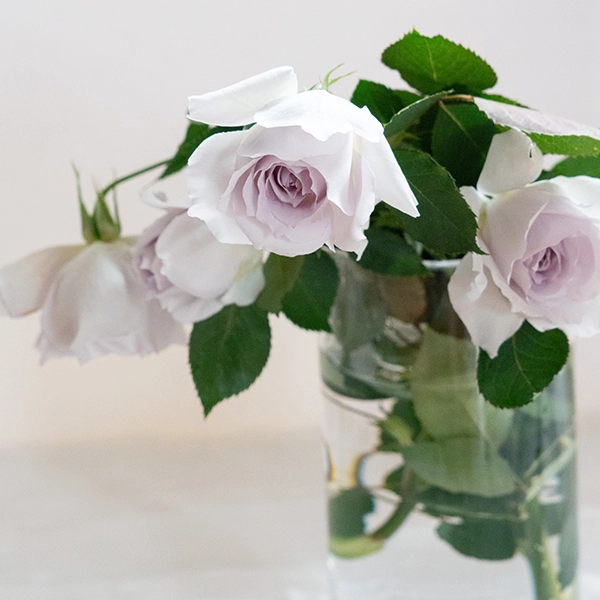 品種名ディアムーン