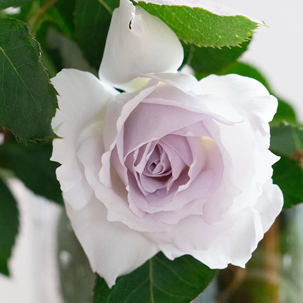 品種名ディアムーン