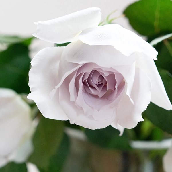 品種名ディアムーン