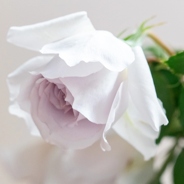 品種名ディアムーン