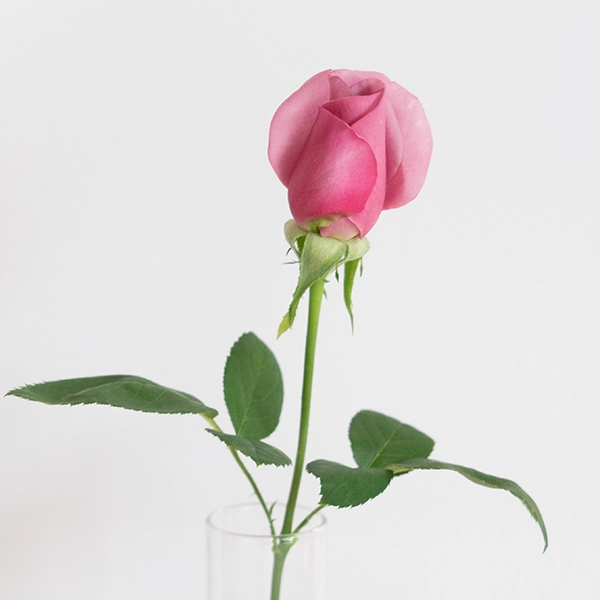 品種名ファルセット