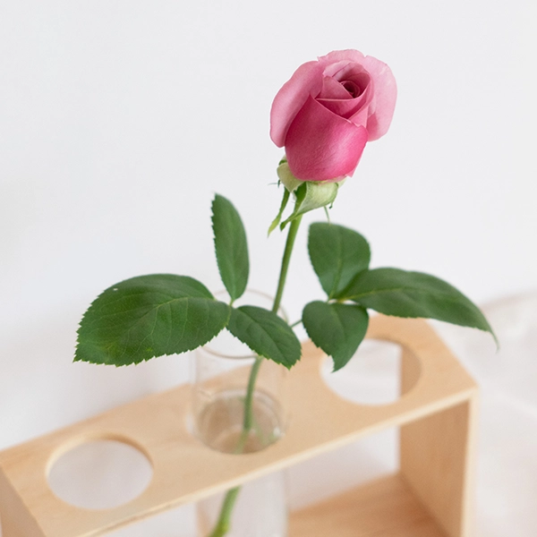 品種名ファルセット