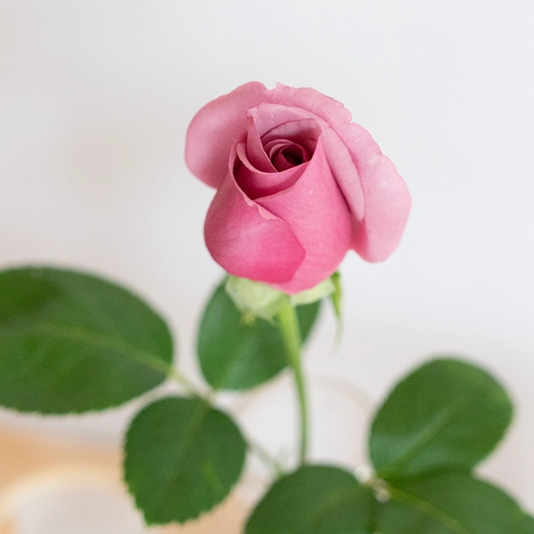 品種名ファルセット